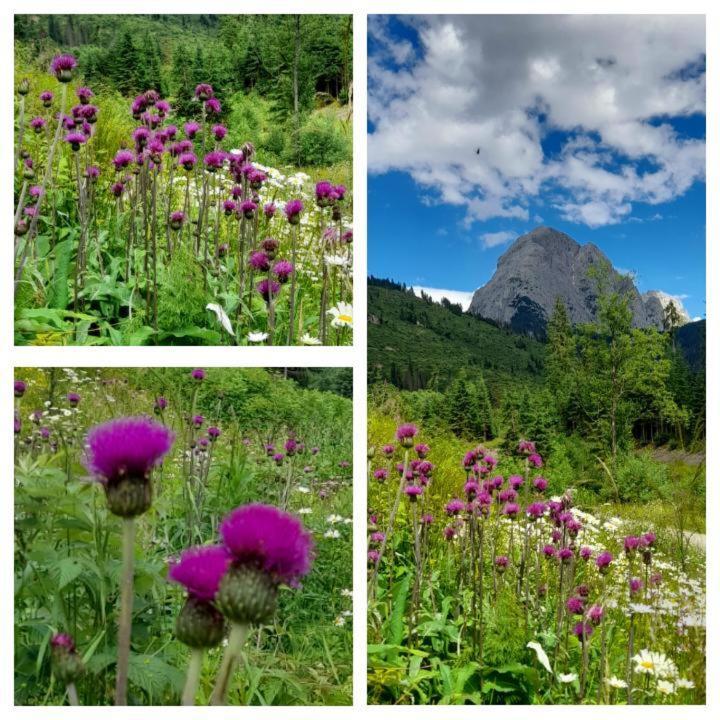 Dolomiti Ferienwohnung, Appartamento Vacanze. San Pietro di Cadore Exteriér fotografie